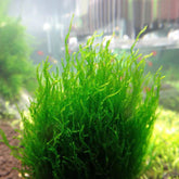 ADA 火焰莫絲  Flame moss IC805
